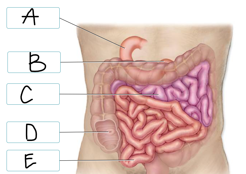 <p>label regions/structures of small intestine</p>