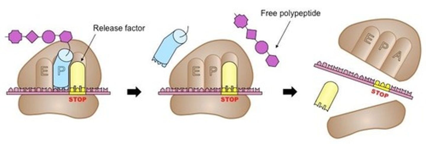 <p>Codons signaling termination of translation.</p>