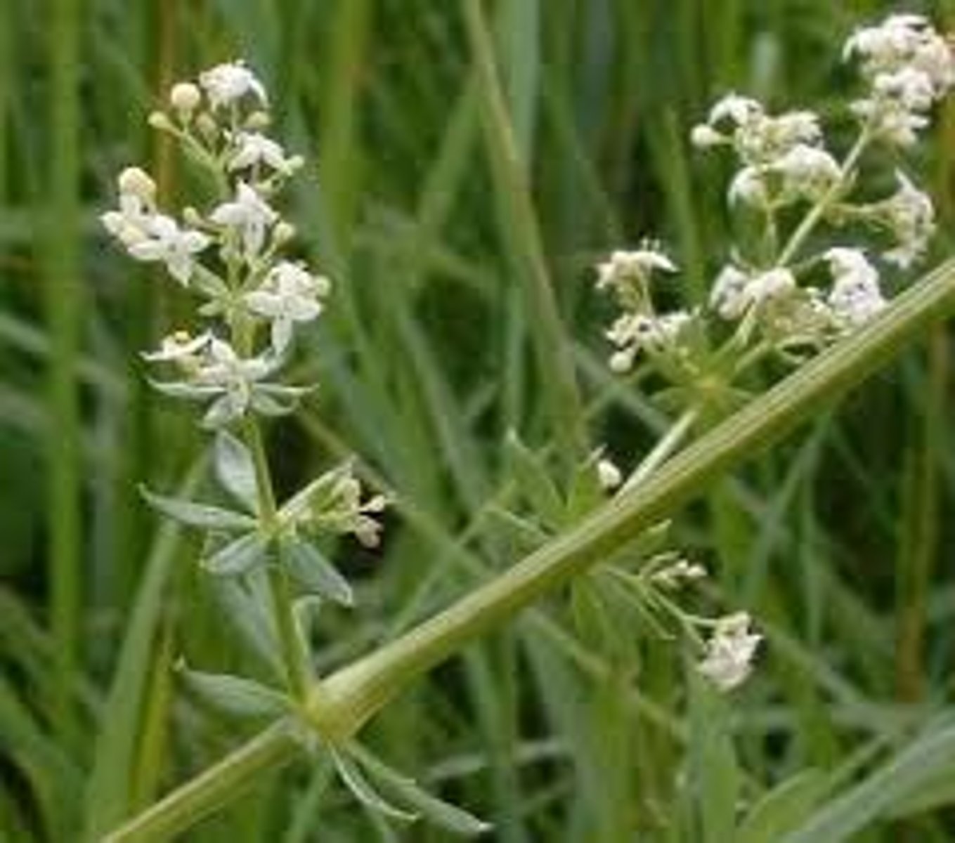 <p>welke plant</p>