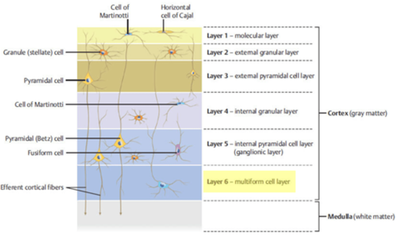 <p>multiform (fusiform) layer</p>