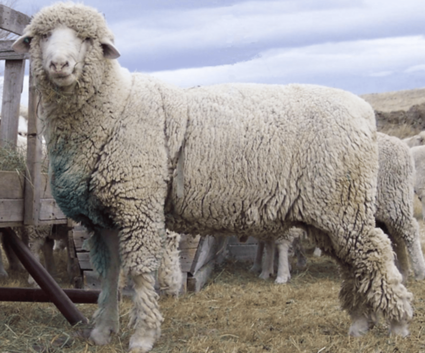 <p>a.Excellent wool and lamb production</p><p>b.Large and robust</p><p>c.Strong herding instinct, good in open range</p><p>d.All white, open faced</p>