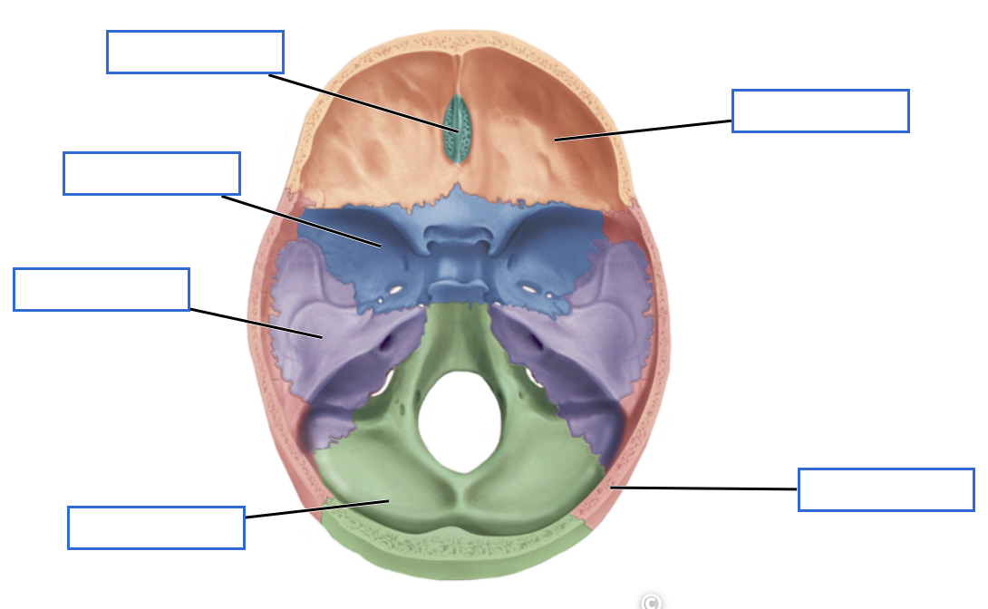 <p>Identify the cranial bones</p>