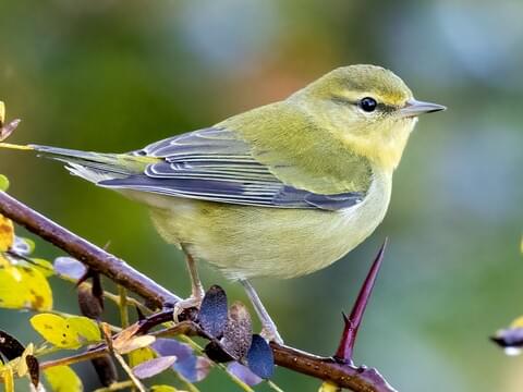<p><span>Tennessee warbler</span></p>