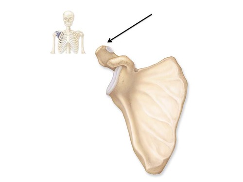 <p>Outward extension of the shoulder blade forming the point of the shoulder.</p>