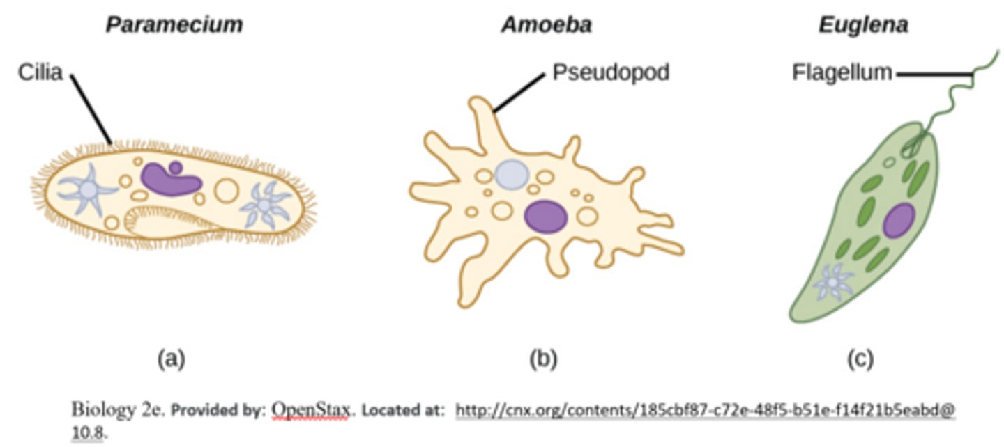 <p>cilia/flagella</p>