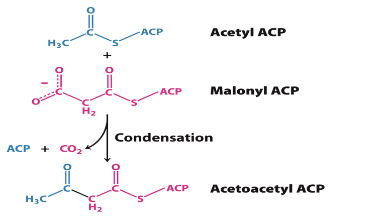 <p>First reaction is the condensation of malonyl ACP with acetyl ACP</p><ul><li><p>enzyme= B-ketoacyl synthase </p></li><li><p>Reaction extends acyl group by 2 carbons </p></li><li><p>products: acetoacetyl ACP and CO2</p><p></p></li></ul><p></p>