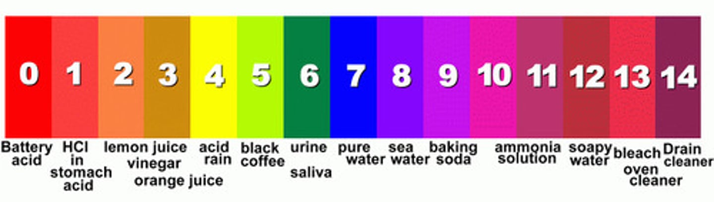 <p>scale with values from 0 to 14, used to measure the concentration of H+ ions in a solution; a pH of 0 to 7 is acidic, a pH of 7 is neutral, and a pH of 7 to 14 is basic</p>