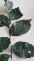 Ulmus glabra