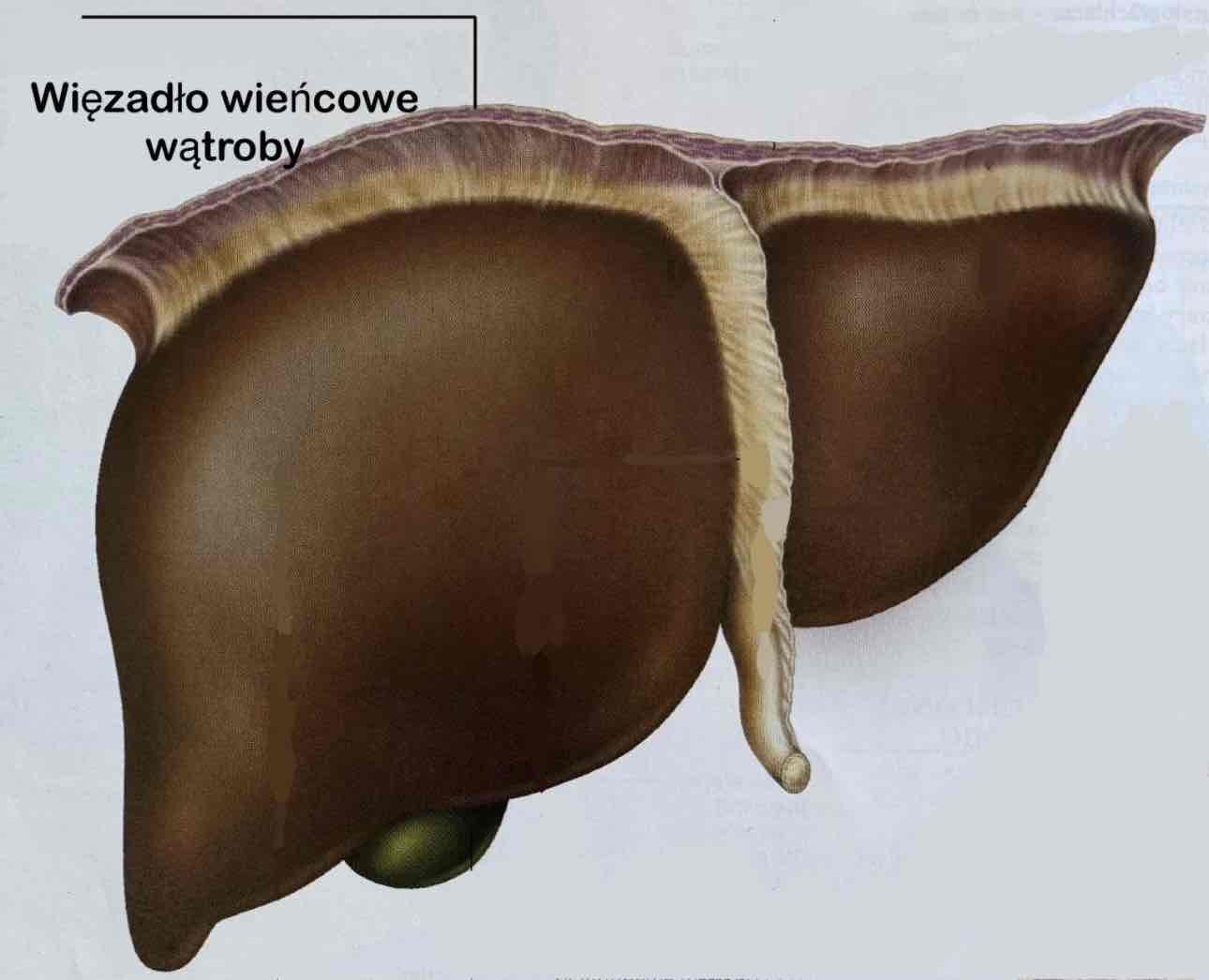 <p>Ligamentum coronarium hepatis</p><p>Przejście otrzewnej ściennej przepony w otrzewną wątroby na górnej powierzchni wątroby</p>