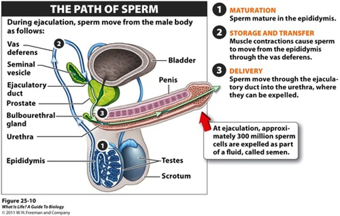 <p>testes, epididymis, ductus (vas) deferens, ejaculatory duct, urethra</p>