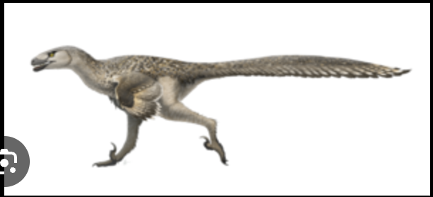 <p>Dromaeosaurs </p>