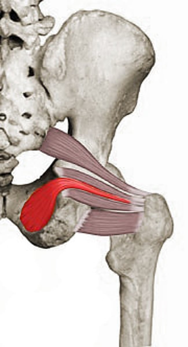 <p>origin: posterior pubis, obturator foramen</p><p>insertion: greater trochanter</p><p>action: external rotation</p>