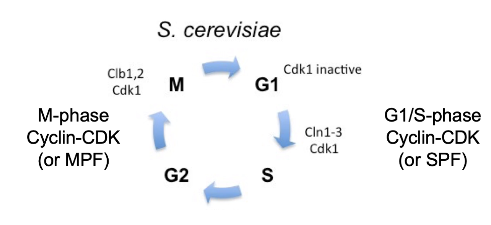 <ul><li><p>Cdc28 = <strong>single CDK</strong> in <em>S. cerevisiae</em></p></li><li><p>Binds to <strong>cyclins</strong> to regulate cell cycle</p></li><li><p><strong>G1/S cyclins</strong>: Cln1, Cln2, Cln3 → form <strong>SPF</strong> (S-phase promoting factor)</p></li><li><p><strong>M-phase cyclins</strong>: Clb1, Clb2 → form <strong>MPF</strong> (mitosis promoting factor)</p></li><li><p>CDK + Cyclin = active <strong>heterodimer</strong> → phosphorylates targets</p></li></ul><p></p>