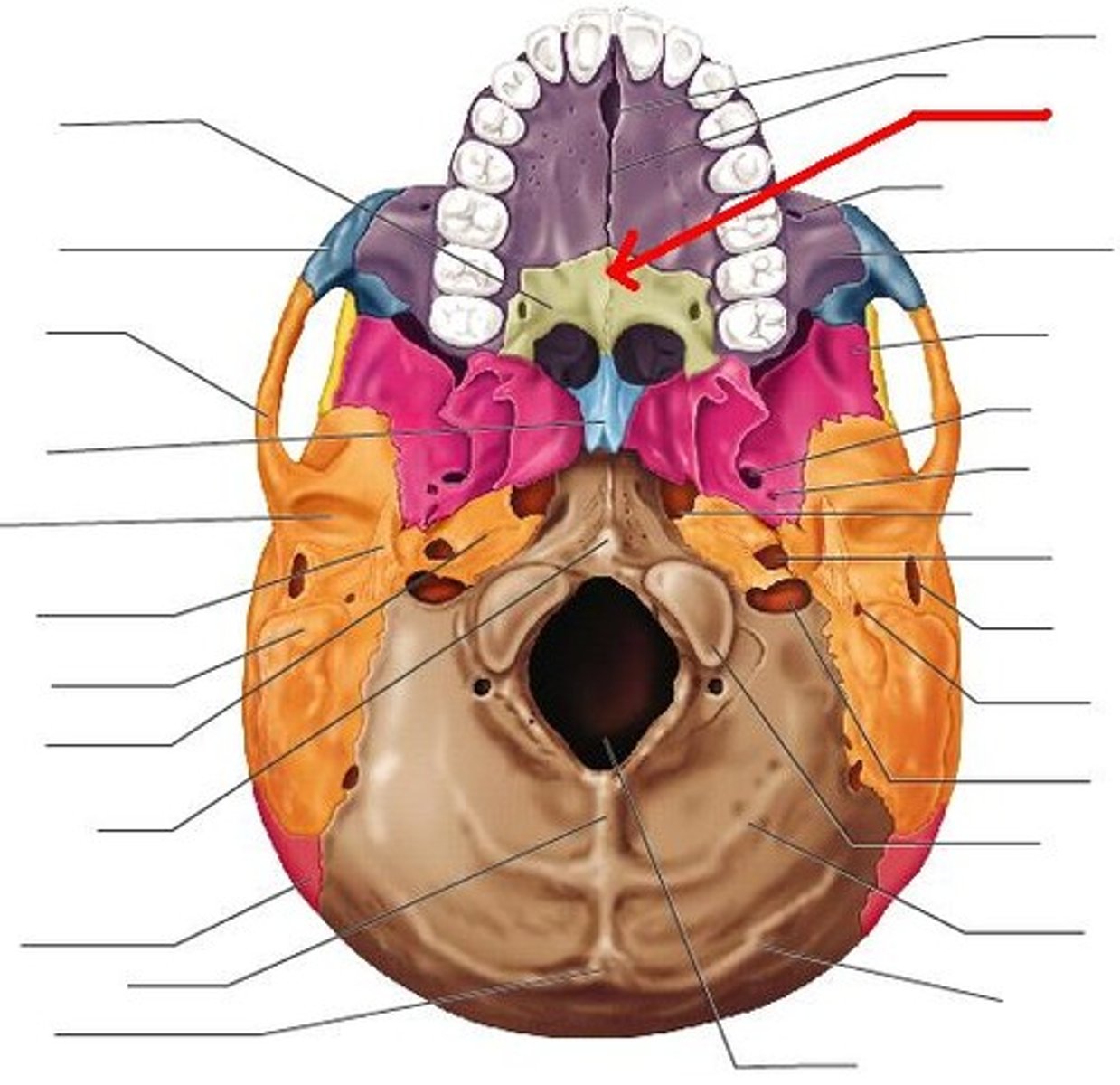 <p>situated at the back part of the nasal cavity between the maxilla and sphenoid bones</p>