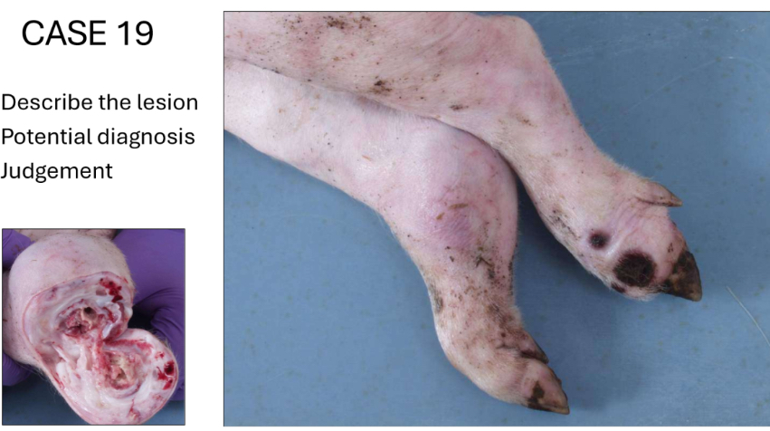 <ol><li><p><strong>Describe the lesion- </strong>enlarged, metatarsal area, reddish</p></li><li><p><strong>Potential diagnosis- </strong>arthritis</p><ol><li><p></p></li></ol></li><li><p><strong>Judgement- </strong>category 2- depends how many joints are effected, could be local, could be total even if 2 legs (1 front, 1 back), partial if both back or both front, anymore and total rejection</p></li></ol><p></p>
