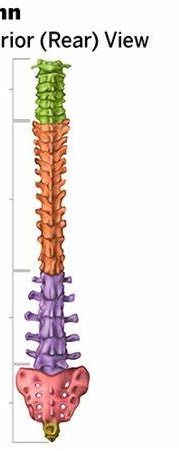 <p>What is this? (green)</p>