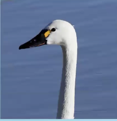 term image