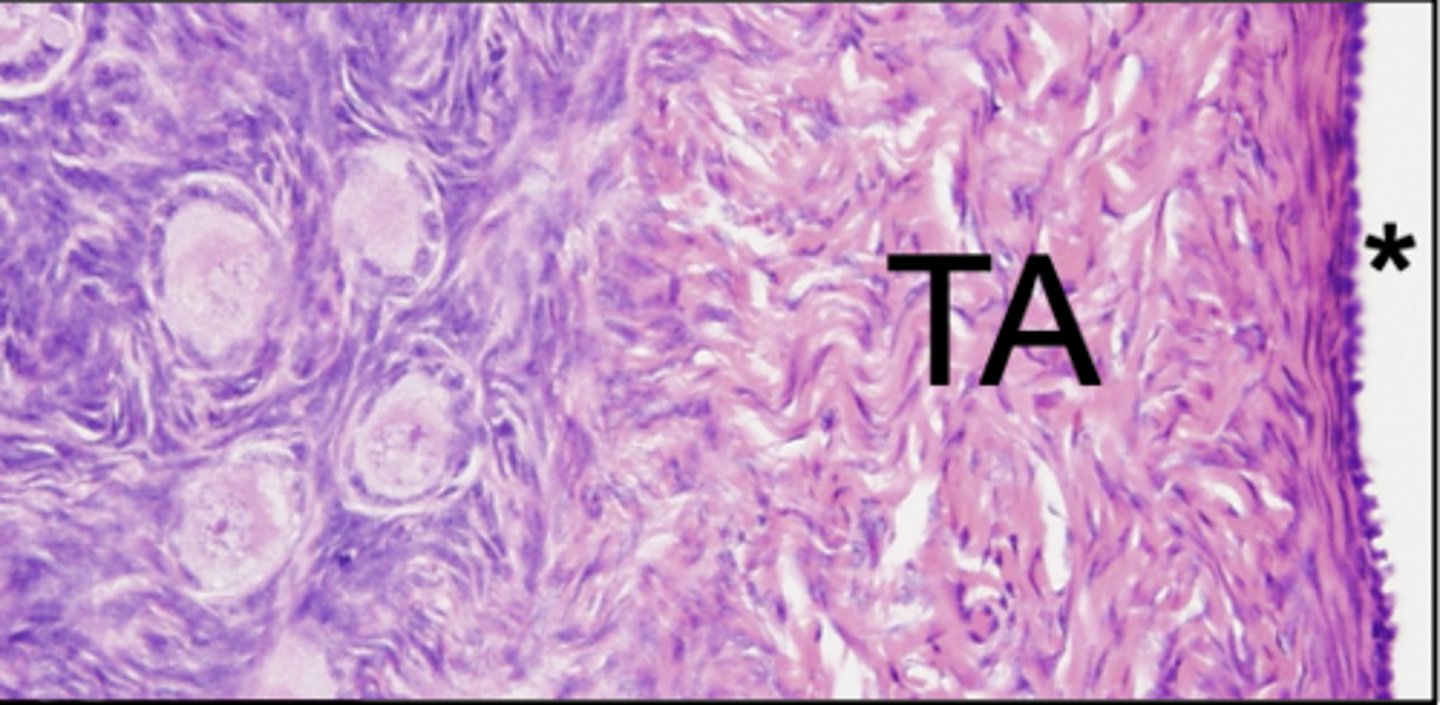 <p>What part of the ovary is at the *</p>