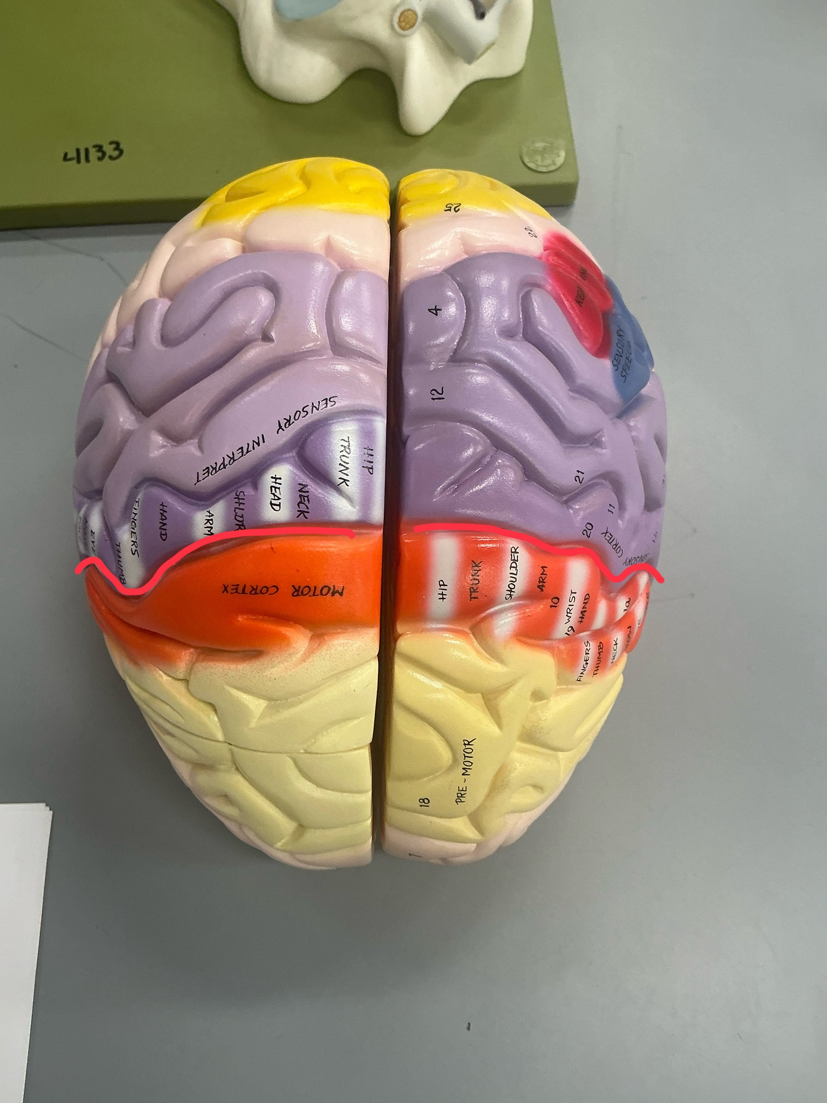 <p>separates frontal and parietal lobe</p>