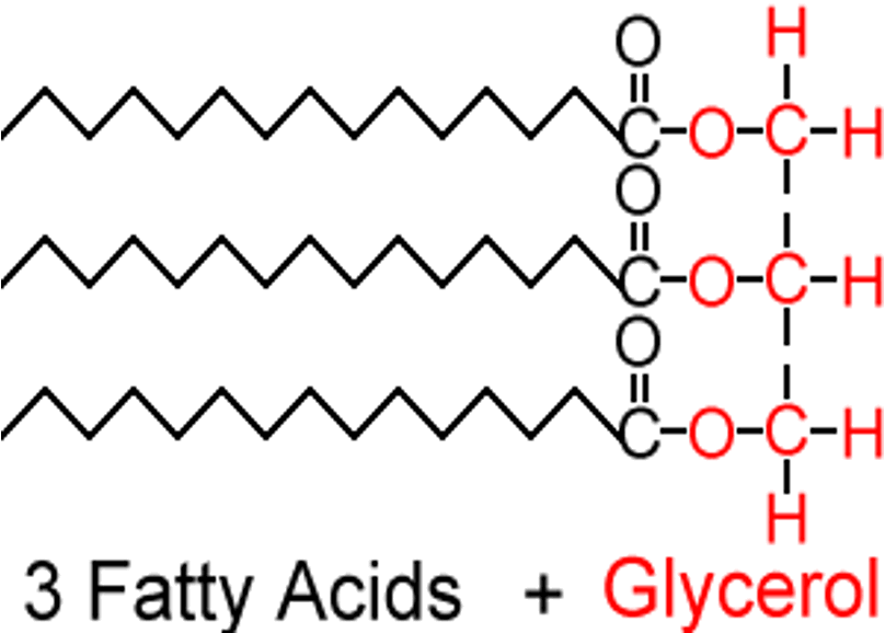 <p>A glycerol and three fatty acids.</p>