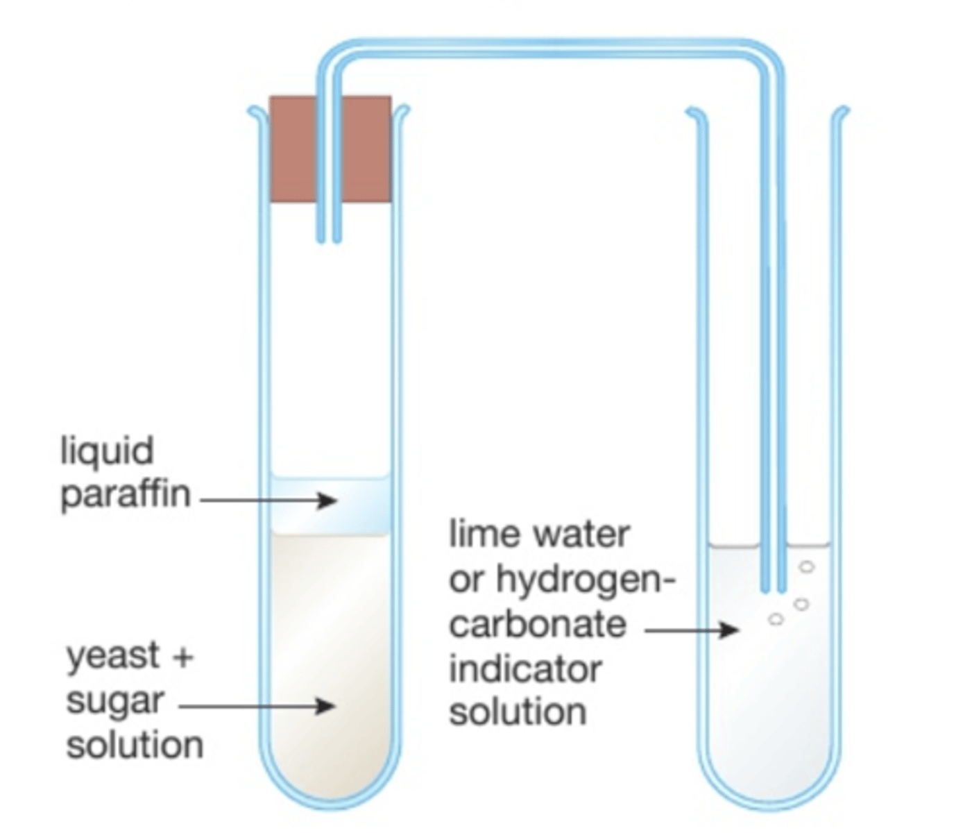 <p>Anaerobic respiration can be demonstrated by removing oxygen from the surroundings of yeast, the products of fermentation can then be observed</p>