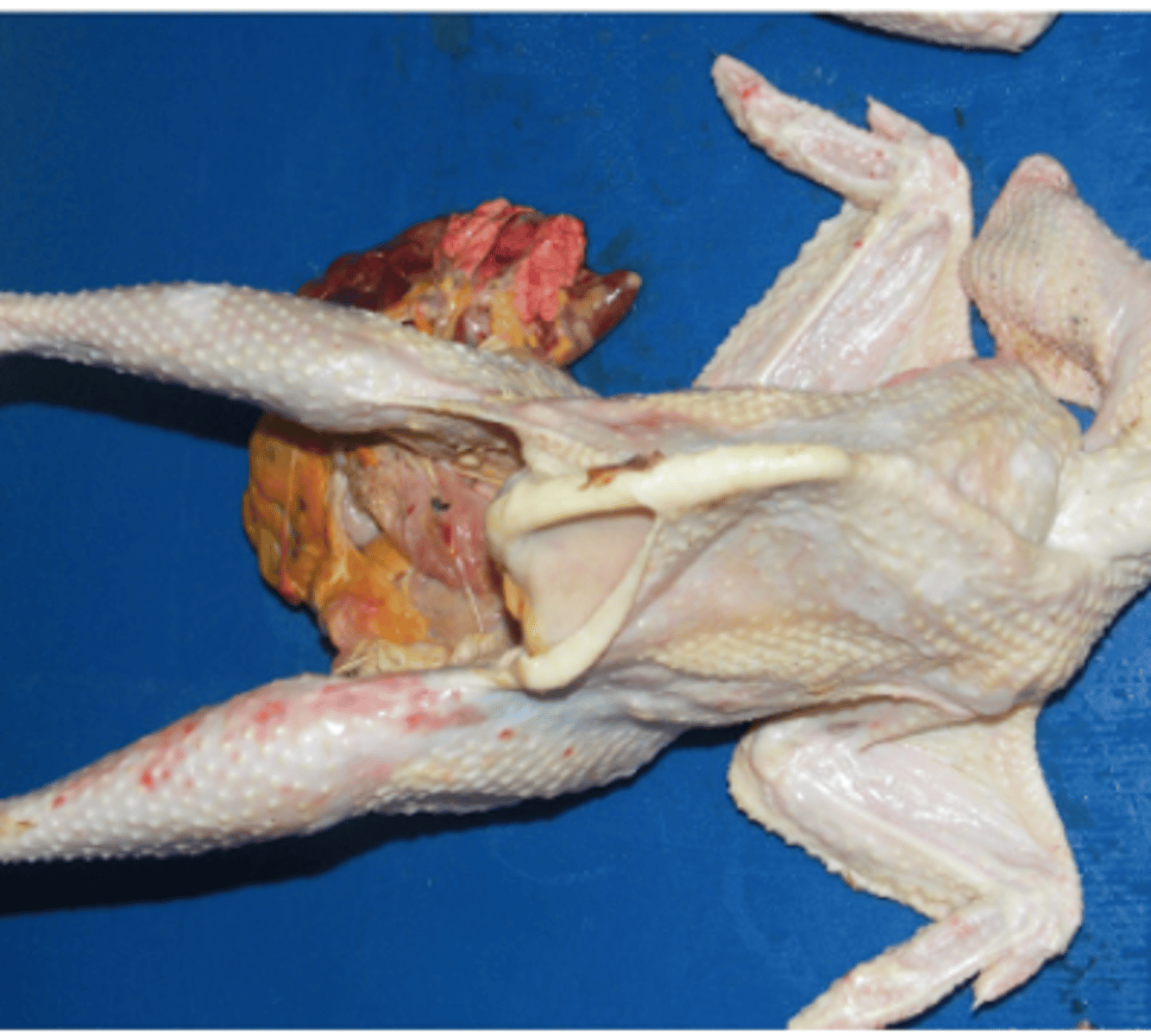 knowt flashcard image
