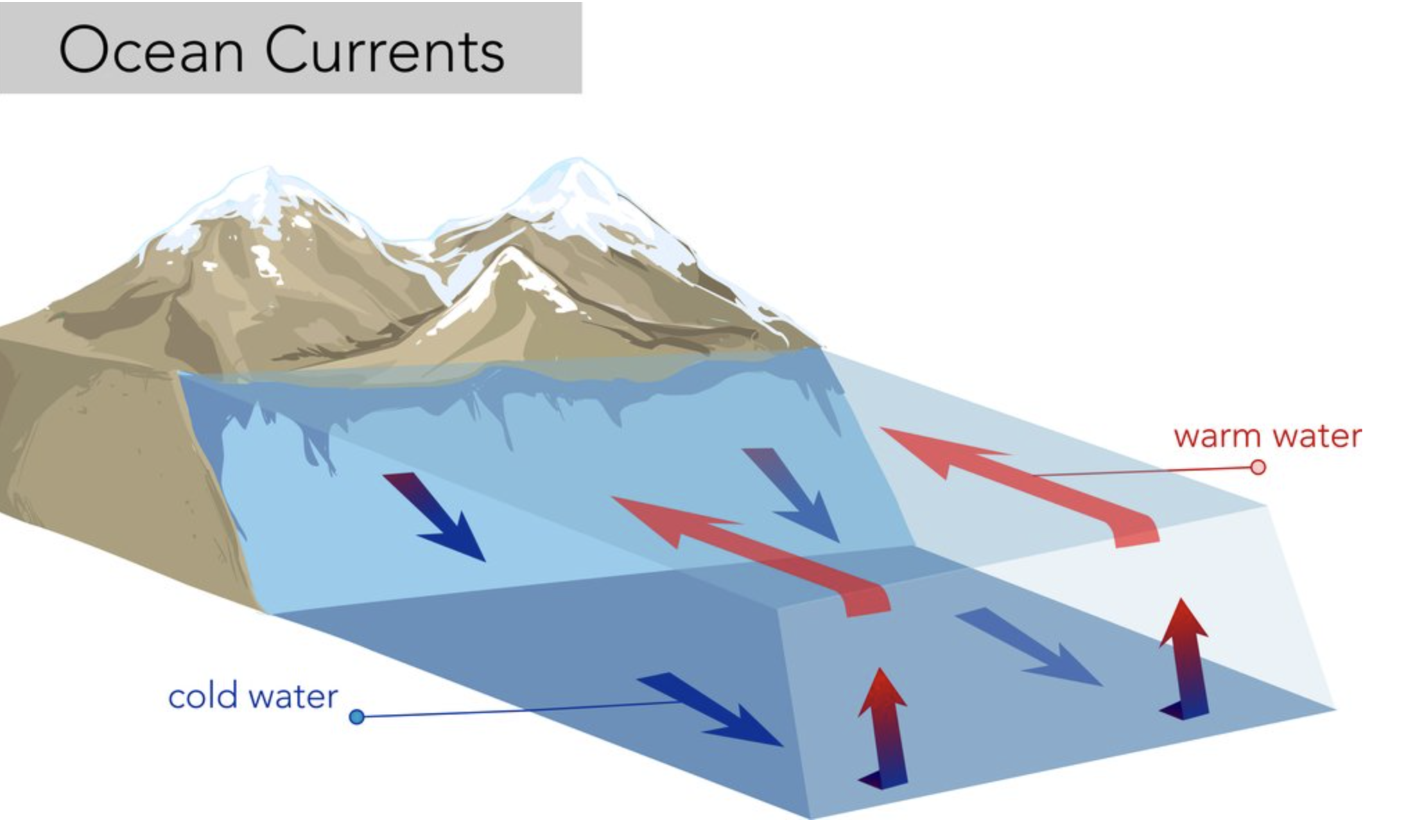 The movement of fluids in a cycle because of convection
