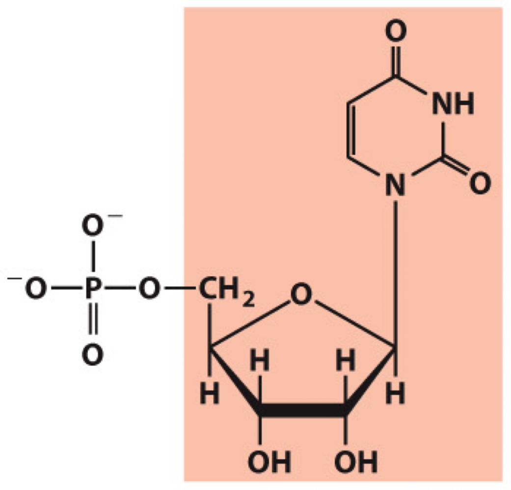 <p>What molecule is this? Give the nucleotide and nucleoside names as well as the 3 symbols that represent it</p>