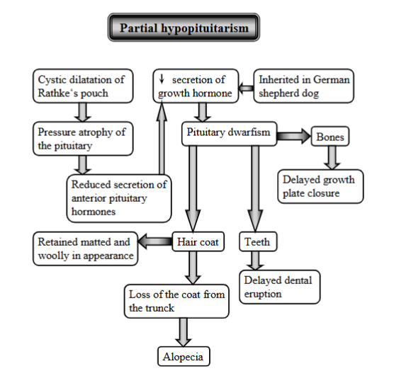 <p>Condition of reduced secretion of anterior pituitary hormones, it is when the gland does not produce enough of some hormones, but not all (partial loss). </p><p><strong>Mechanism</strong>:</p><ul><li><p>cystic dilatation of rathke`s pouch (fluid filled sac forming that puts pressure on the gland)</p></li><li><p>pressure atrophy of the pituitary</p></li><li><p>reduced secretion ofr the hormones → reduction of GH </p></li><li><p>pituitary dwarfism</p><ul><li><p>affecting hair coat (matted + woolly, alopecia)</p></li><li><p>affecting bone (delayed growth plate closure)</p></li><li><p>affecting teeth (delayed dental eruption)</p></li></ul></li></ul><p></p>