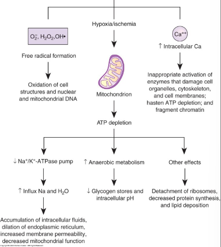 <p><span>1. Free radical formation/reactive oxygen species<br></span><span>2. Hypoxia leading to ATP depletion</span><span><br></span><span>3. Impaired calcium homeostasis</span></p>