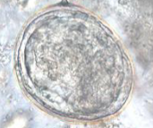 <p>Which species</p>