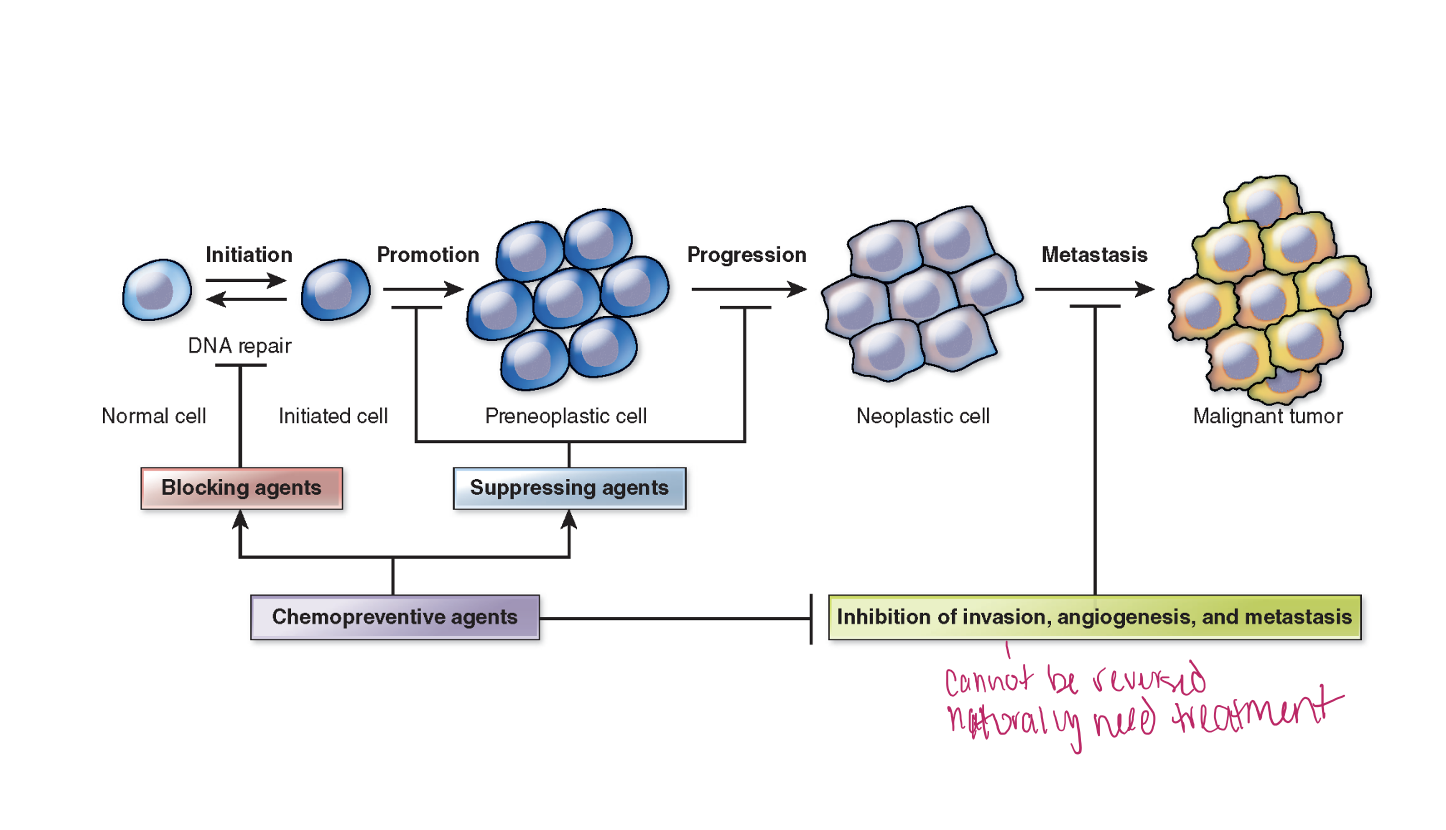 <p>Initiation→ 1st step, Alteration in a gene or genes, Mutation happens and leads to..</p><p>Promotion→ Relatively lengthy and reversible. Pre-neoplastic cells accumulate, process can be altered by chemopreventive agents. </p><p>Progression→ Phase between a premalignant lesion and the development of invasive cancer. </p>