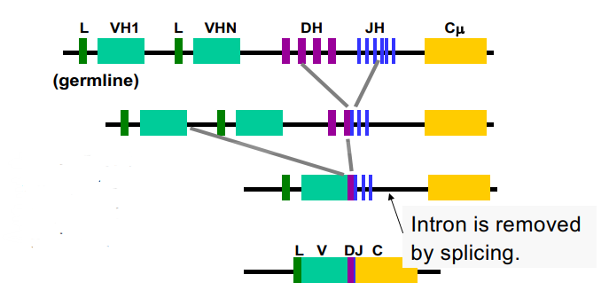 <p>what do we have in our chromosomes related to this picture? what happens when a person is exposed to something different?</p>
