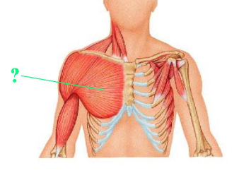 <p><span>Identify the indicated muscle.</span></p>