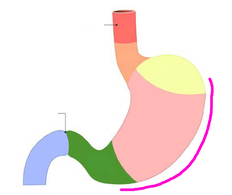 <p>pink line</p>