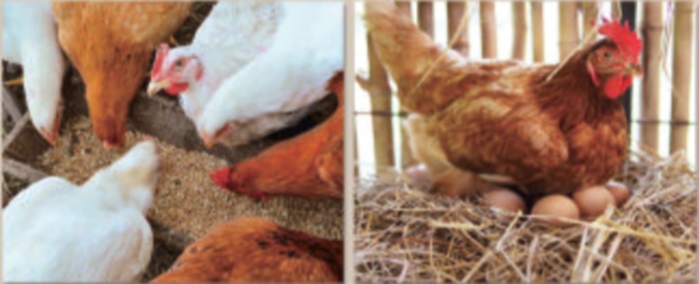 <p>/reɪz ˈʧɪkɪnz fɔːr eɡz/ • Phrase • To keep and care for chickens in order to collect their eggs • Nuôi gà lấy trứng • They raise chickens for eggs on their farm.</p>