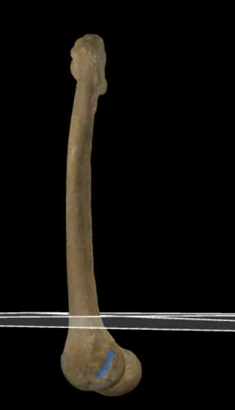 <p>Groeve onder de epicondylus lateralis.</p>