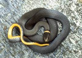 Northern Ring-necked Snake