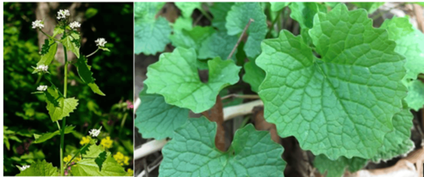 <p>Garlic mustard</p>