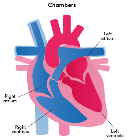<p>Lower <strong>chambers </strong>of the heart that act as high-pressure pumps that propel blood through the pulmonary and systemic circulation.</p><p><strong>RIGHT VENTRICLE</strong>: Starts pulmonary circuit, pumps deoxygenated blood from the&nbsp;<strong>right atrium&nbsp;</strong>to the lungs</p><p><strong>LEFT VENTRICLE: </strong>Starts systemic circuit, pumps oxygenated blood<strong>&nbsp;</strong>from the<strong> left atrium&nbsp;</strong>to the entire body</p><p><strong><em>ATRIA ACCEPT, VENTRICLES VENT</em></strong></p>
