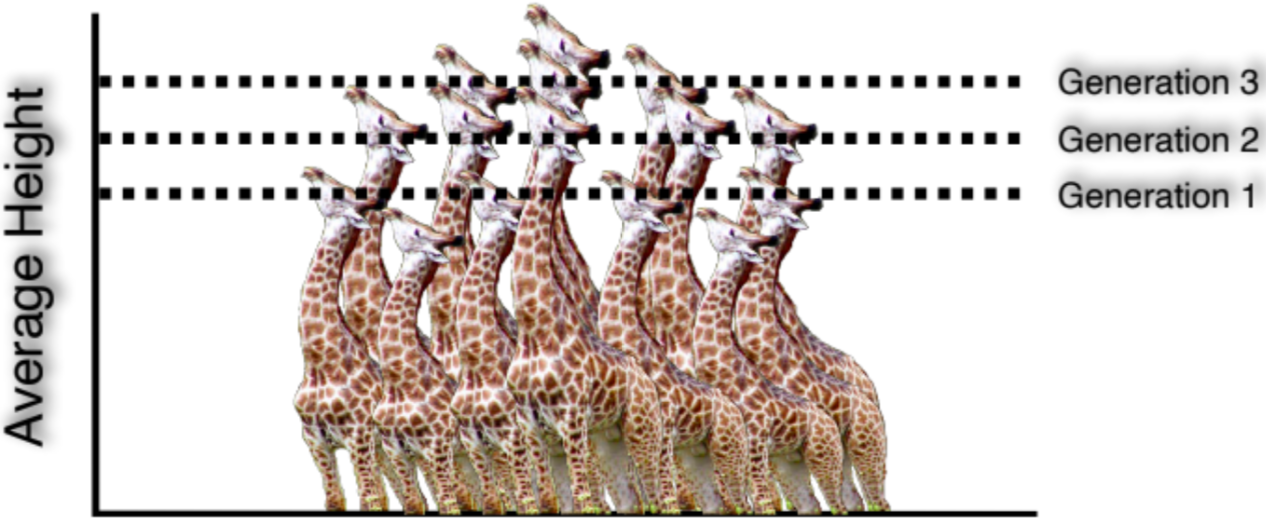<ol><li><p>For any trait, there is variation in population</p></li><li><p>When environmental conditions change, individuals that possess a favoured trait enjoy differential survival and reproduction (trait becomes more common in next generation)</p></li></ol>