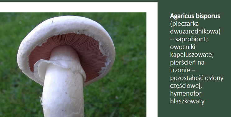 <p>Agaricus bisporus;</p><p>Gr.: BASIDIOMYCOTA</p><p>Podgr.: AGARICOMYCOTINA</p><p>Kl.: Agaricomycetes </p><p>Rz.: Agaricales</p>