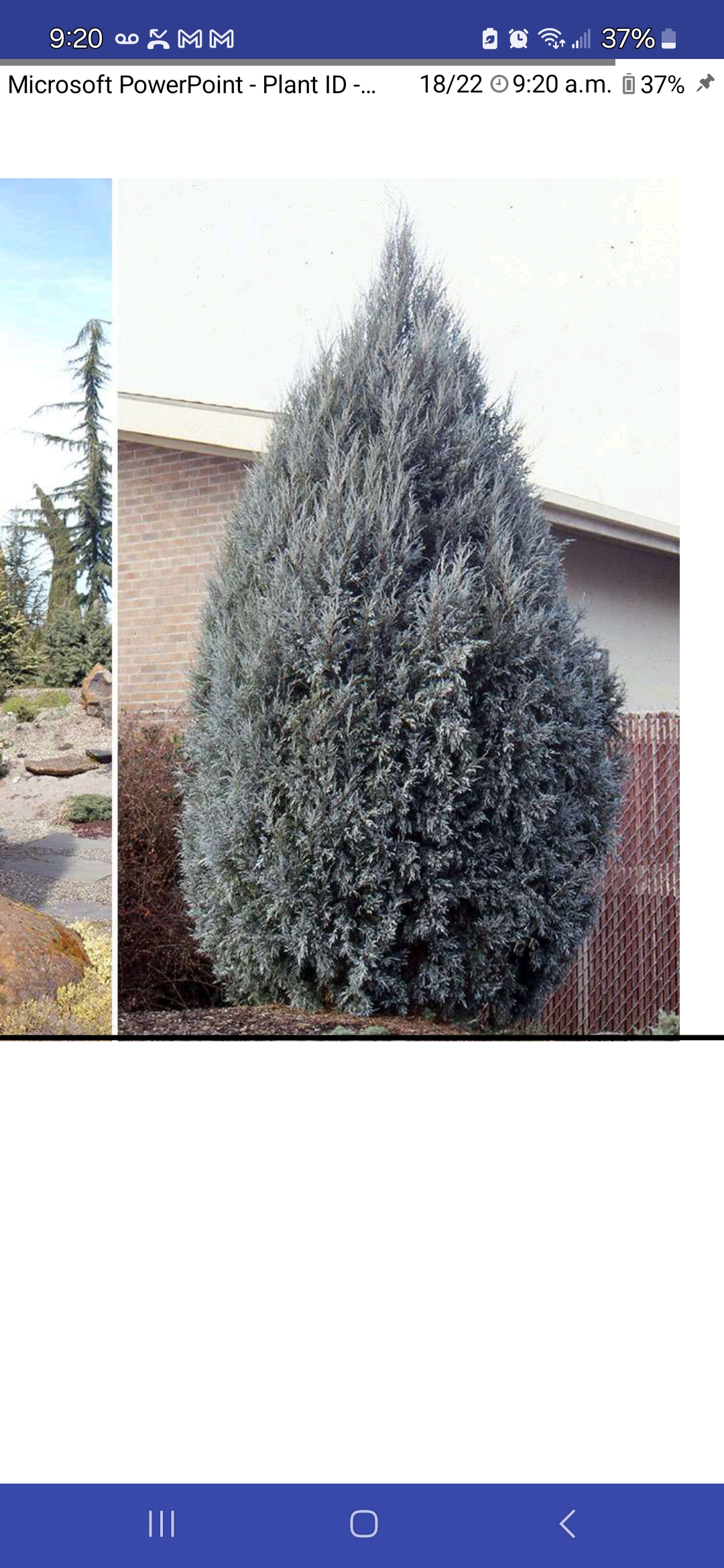 <p>Juniperus scopulorum, Cupressaceae</p>