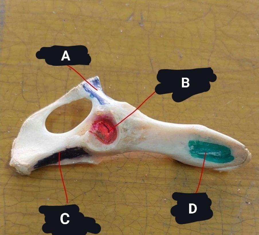 <p>Cat’s Pelvic Girdle Innominate Bone</p>