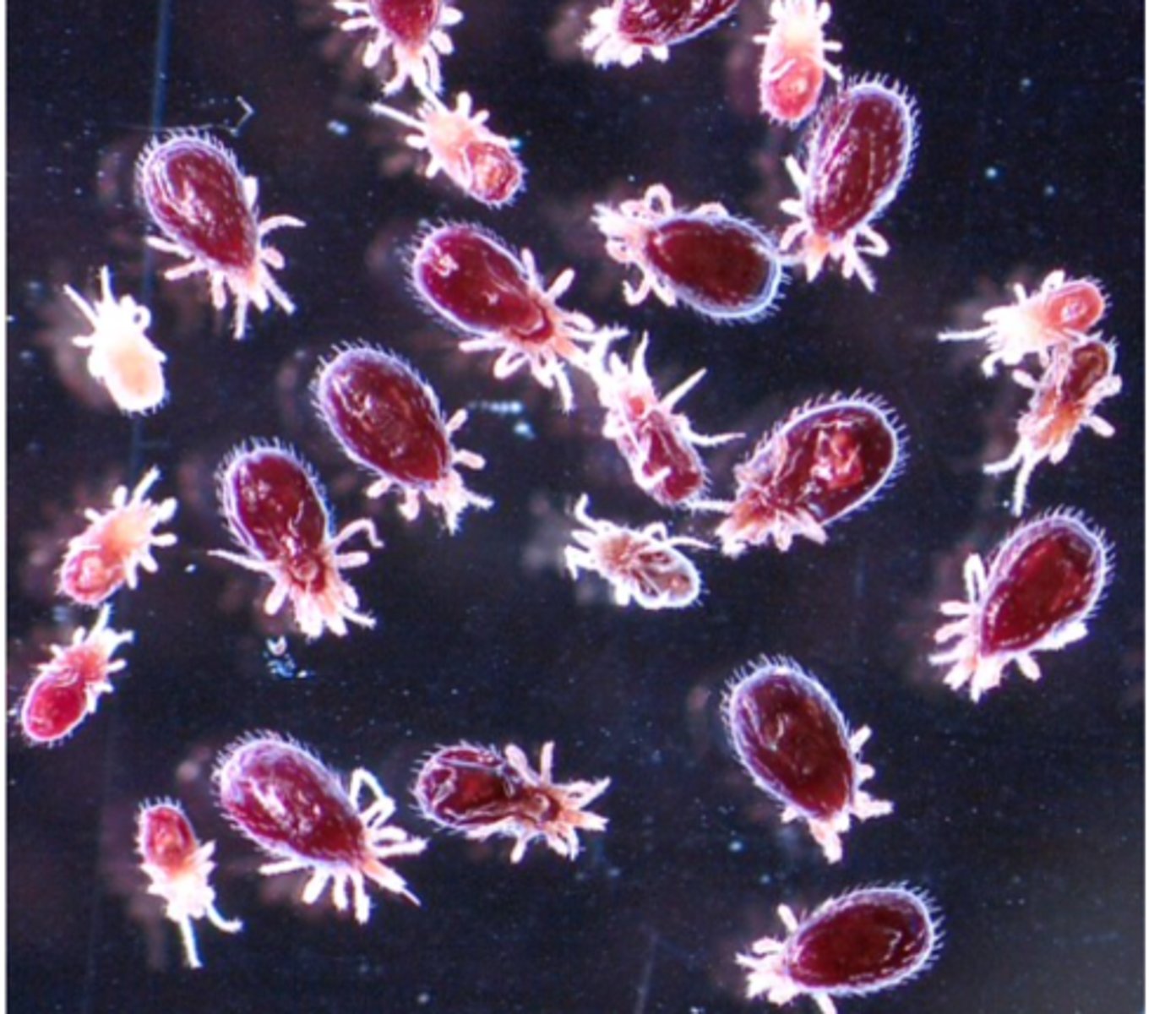 <p>Chemo-resistance to organophosphates and pyrethroids has developed;</p><p>Dry heat/steam;</p><p>Prevent the introduction of the mites to the farm:</p><p>Monitor flocks weekly;</p><p>Like Dermanyssus gallinae, Ornithonyssus spp. might attack humans!!!</p>