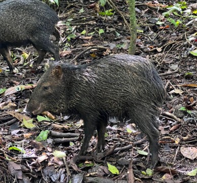 <p>Javelina/collared peccary </p>