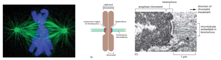 <p>Een kinetochoor is een&nbsp;<strong>grote eiwitstructuur die zich op de centromeren van chromosomen vormt en dient als een hechtingspunt voor de mitotische spoelvezels</strong>. Deze structuur is essentieel voor het correct splitsen van chromosomen tijdens zowel de mitose als de meiose, waarbij het de verbinding tussen het chromosoom en de spoelvezels regelt om ervoor te zorgen dat elke dochtercel het juiste aantal chromosomen krijgt.</p><ul><li><p><strong>Locatie</strong>: Het kinetochoor assembleert op een gespecialiseerd deel van het chromosoom, het centromeer, dat ook wel de "insnoering" van een chromosoom wordt genoemd.</p></li><li><p><strong>Verbinding</strong>: Het kinetochoor verbindt de chromosomen met de spoelvezels (microtubuli) van de mitotische spoel.</p></li><li><p><strong>Chromosoomsegregatie</strong>: Tijdens celdeling (mitose en meiose) hechten de kinetochoren van zusterchromatiden zich aan de spoelvezels die naar de tegenovergestelde polen van de cel wijzen.</p></li><li><p><strong>Beweging</strong>: Wanneer de zusterchromatiden gescheiden worden, trekken de spoelvezels via de kinetochoren de chromatiden naar hun respectieve polen, wat zorgt voor een nauwkeurige verdeling van het genetisch materiaal over de twee nieuwe dochtercellen.</p></li></ul><p></p>