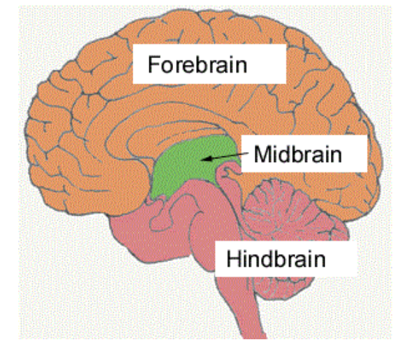 <p>Midbrain</p>