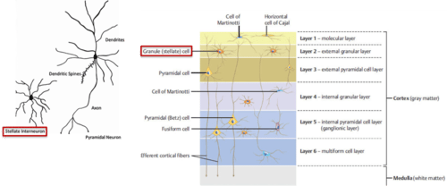 <p>granular (stellate) neurons</p>