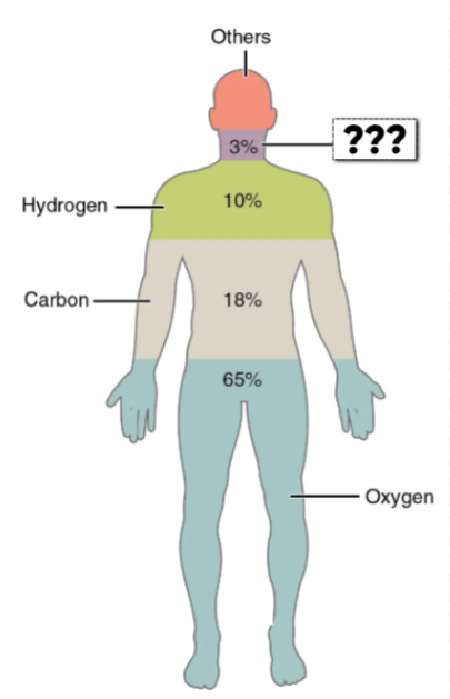 <ul><li><p>this element makes up 3.2% of the body</p><ul><li><p>Component of proteins &amp; nucleic acids</p></li></ul></li></ul><p></p>